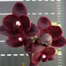 Орхидея Phalaenopsis Black Bird HCC/OIOS (еще не цвёл) 