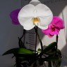 Орхидея Phalaenopsis Singolo white (отцвел)