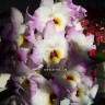 Орхидея Dendrobium nobile Momoko 