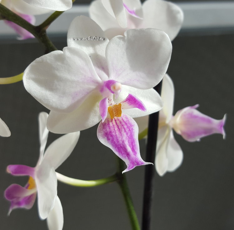 Орхидея Phalaenopsis Sogo Twilight Rainbow, multiflora 