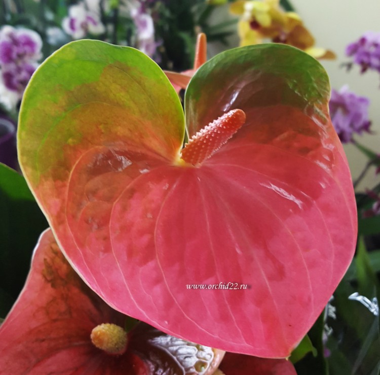 Anthurium Sweet Heart Pink 