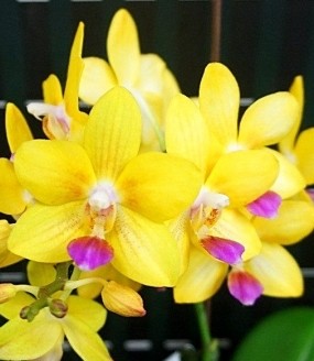 Орхидея Phalaenopsis Happy Fang Sir (еще не цвел)  