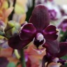 Орхидея Phalaenopsis Black, mini 