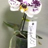 Орхидея Phalaenopsis Singolo Spotted (отцвел)