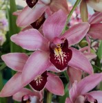 Орхидея Cymbidium 