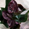Anthurium Black Beauty 
