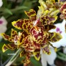 Орхидея Colmanara Wildcat  Ocelot (отцвела)
