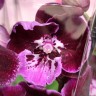 Орхидея Phalaenopsis Big Lip (отцвёл)