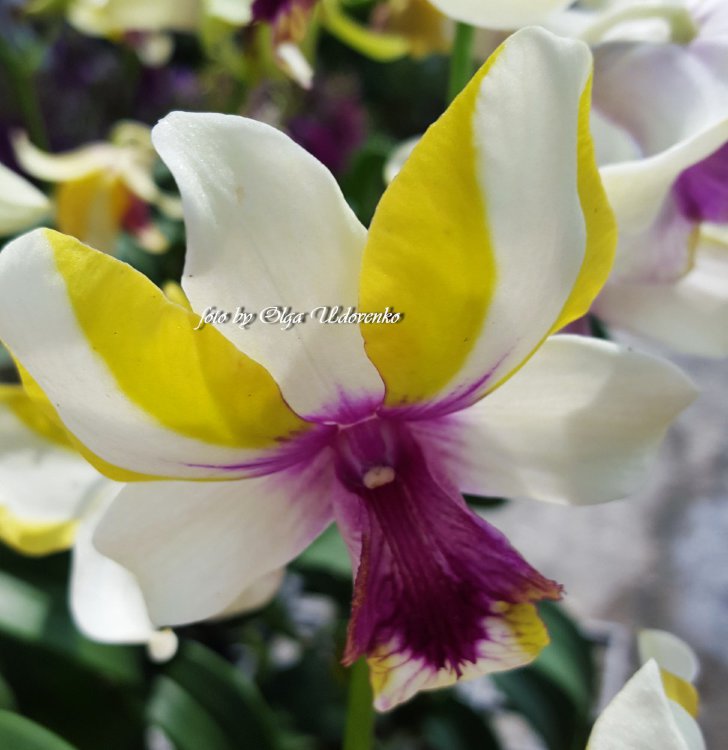 Орхидея Dendrobium (отцвёл)