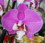 Орхидея Phalaenopsis Los Angeles 