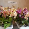Орхидея Dtps Sogo Gotris, multiflora