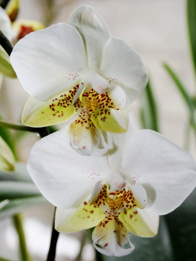 Орхидея Phalaenopsis stuartiana x sib (еще не цвел)