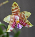 Орхидея Phalaenopsis amboinensis (отцвёл)