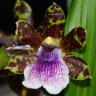 Орхидея Zygopetalum hybrid (отцвел, РЕАНИМАШКА) 
