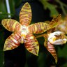 Орхидея Phalaenopsis amboinensis (отцвёл)