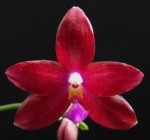 Орхидея Phal. tetraspis x Phal. Crimson Cherub