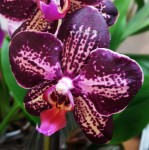 Орхидея Phalaenopsis Pamplona (отцвел)
