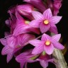 Орхидея Dendrobium miyakei (отцвел) 