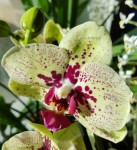 Орхидея Phalaenopsis Fata Morgana (отцвел)