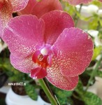 Орхидея Phalaenopsis Raoul 