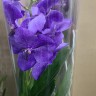 Орхидея Vanda Robert Delight Blue 