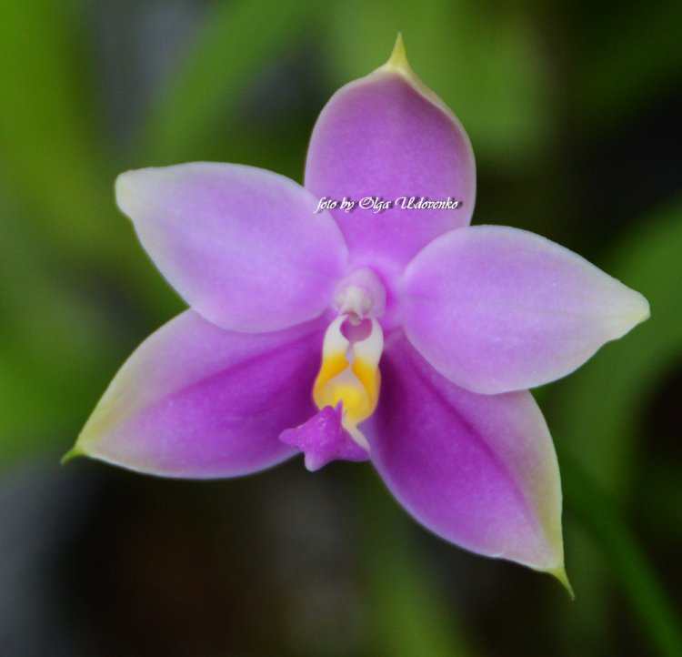 Орхидея Phalaenopsis violacea (отцвёл)