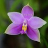 Орхидея Phalaenopsis violacea (отцвёл)