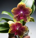 Орхидея Phalaenopsis Jungo Candy (отцвёл)  