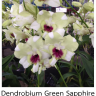 Орхидея Dendrobium Green Sapphire (отцвел)  