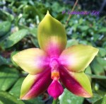 Орхидея Phalaenopsis Tabasuko Tex