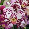 Орхидея Phalaenopsis     