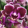 Орхидея Phalaenopsis, mini (отцвел)