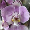 Орхидея Phalaenopsis Art Nouveau peloric (отцвел)