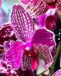 Орхидея Phalaenopsis Palermo mutation