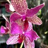 Орхидея Phalaenopsis Palermo mutation