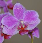 Орхидея Phalaenopsis  multiflora (отцвел)