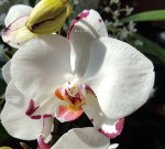 Орхидея Phalaenopsis Rousseau 