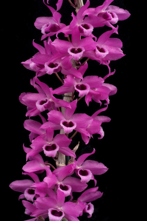 Орхидея Dendrobium Nestor Red Dragon (отцвел) 