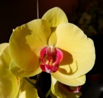 Орхидея Phal. Sin Yaun Golden Beauty (отцвел, РЕАНИМАШКА)