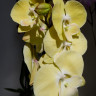 Орхидея Phal. Limoncello Big Lip (отцвел, РЕАНИМАШКА)