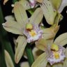 Орхидея Cymbidium mini (отцвел)
