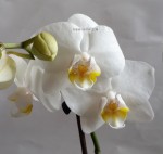 Орхидея Phalaenopsis multiflora (отцвёл, РЕАНИМАШКА)