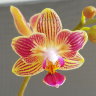 Орхидея Phalaenopsis Golden Staff, multiflora 