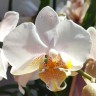 Орхидея Phalaenopsis stuartiana hybrid