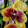 Орхидея Phalaenopsis Pikachu (отцвёл)