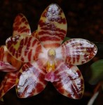 Орхидея Phalaenopsis David Lim (еще не цвел) 