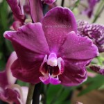 Орхидея Phalaenopsis  