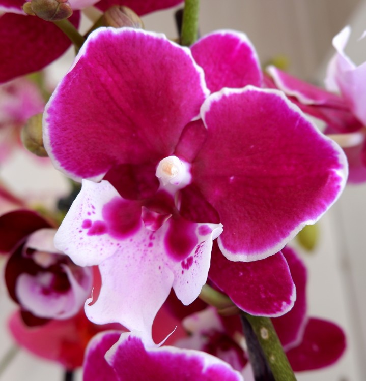 Орхидея Phalaenopsis, Big Lip (отцвел) 