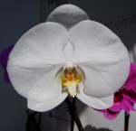 Орхидея Phalaenopsis Singolo white (цветет, РЕАНИМАШКА)