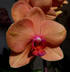 Орхидея Phalaenopsis Asian Sun 